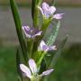 Lythrum hyssopifolium (Loosestrife): Originally from Europe,  this weed grows in damp areas.